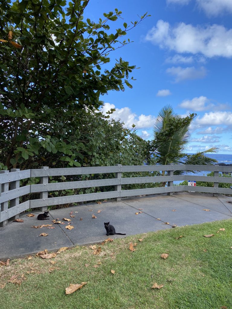 Black Cats at the Black Sand Beach